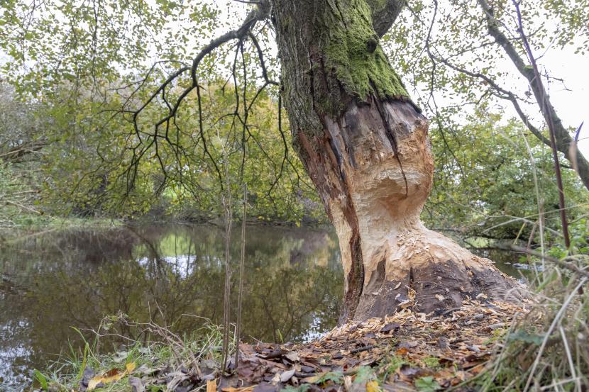 A beaver gnawed tree in Perthshire