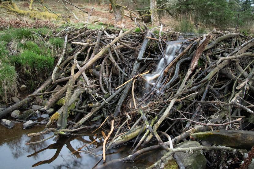 A close up of a woody leaky beaver dam in the Tay catchment.