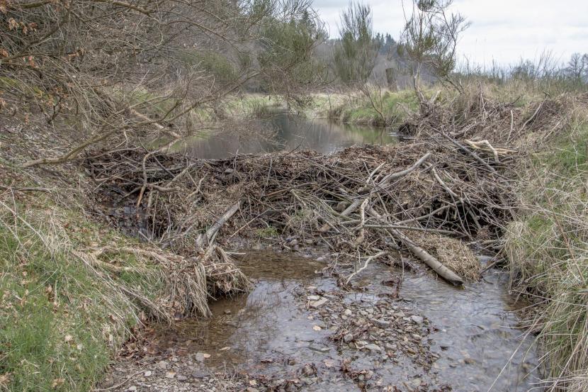 A beaver dam blocking an agricultural drainage ditch in Perthshire.