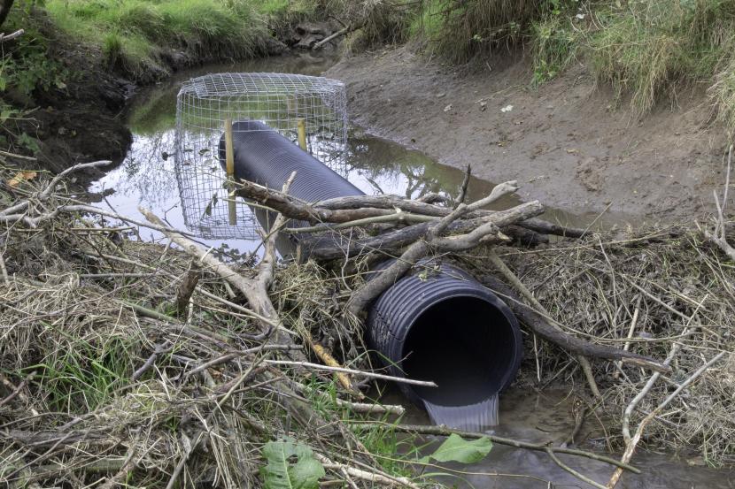 A flow device newly installed in a beaver dam in Perthshire
