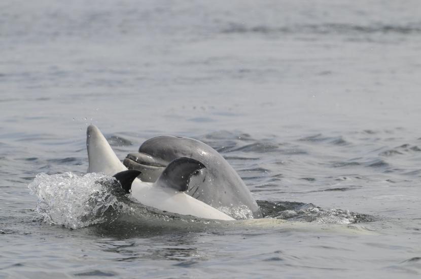 Juvenile bottlenose dolphins playing in the Moray Firth