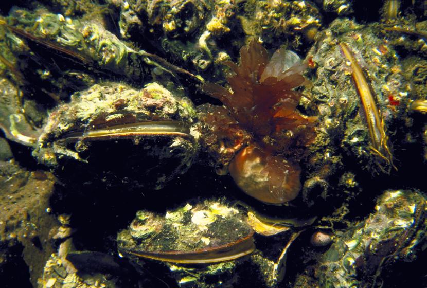 Horse mussels in Loch Creran