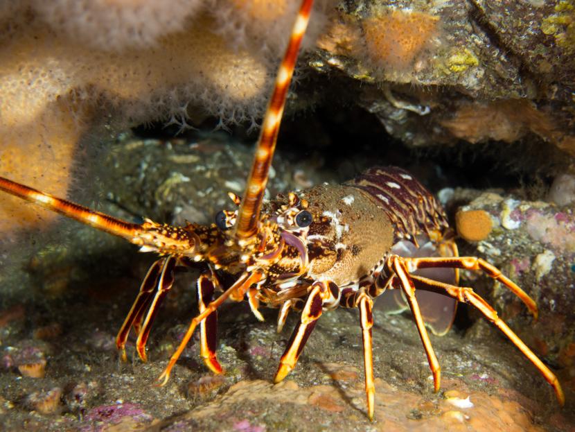 A European spiny lobster, Palinurus elephas on a rocky ledge with Dead man's fingers Alcyonium digitatum and Devonshire cup corals Caryophyllia smithii off Hoy, Orkney