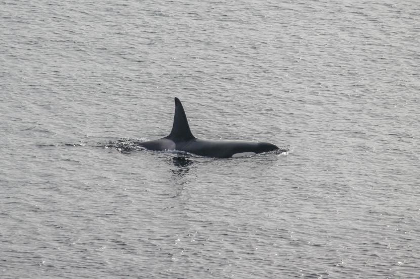 An orca in Orkney waters. 