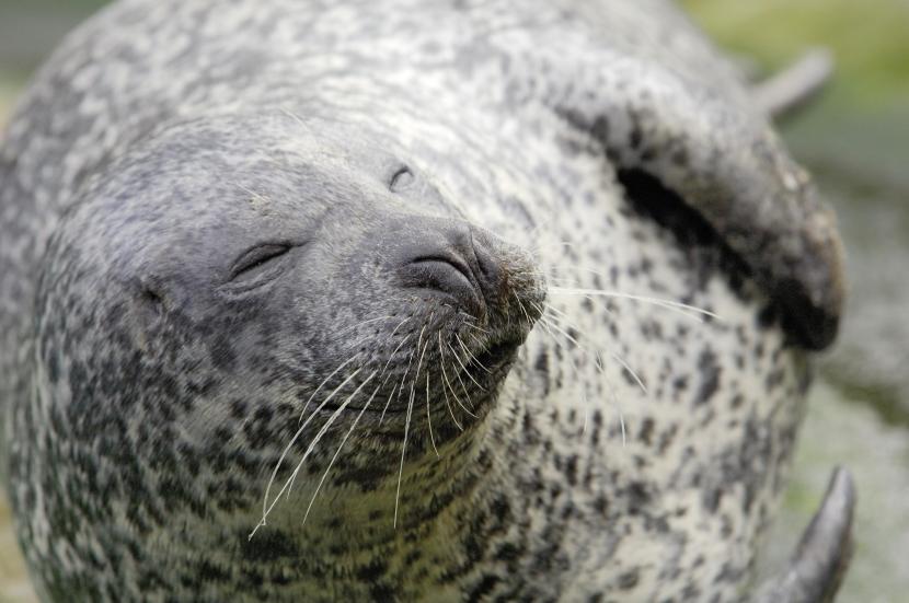 Common or harbour seal (Phoca vitulina).©Lorne Gill/NatureScot
