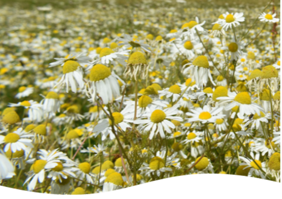 field of large daisies