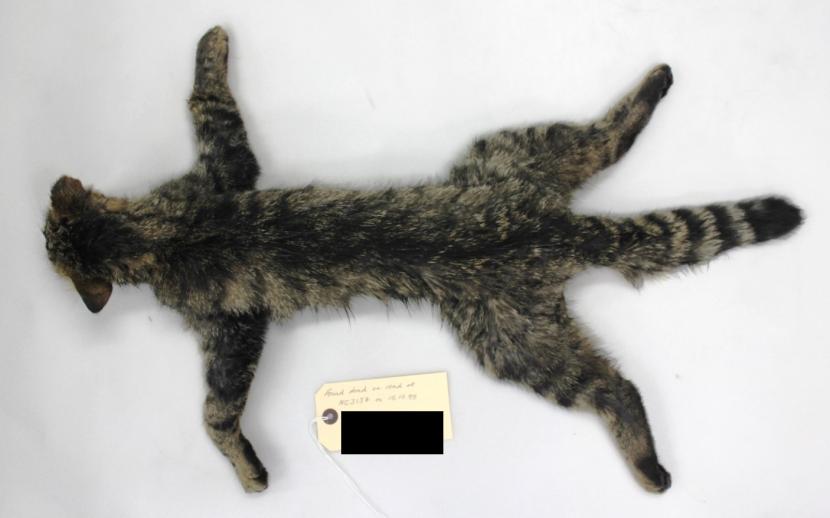 A dead cat collected from a road in 1995. Photo credit SWA.