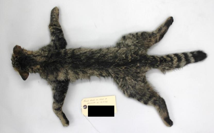 A dead cat collected from a road in 1995.&nbsp;Photo credit SWA.