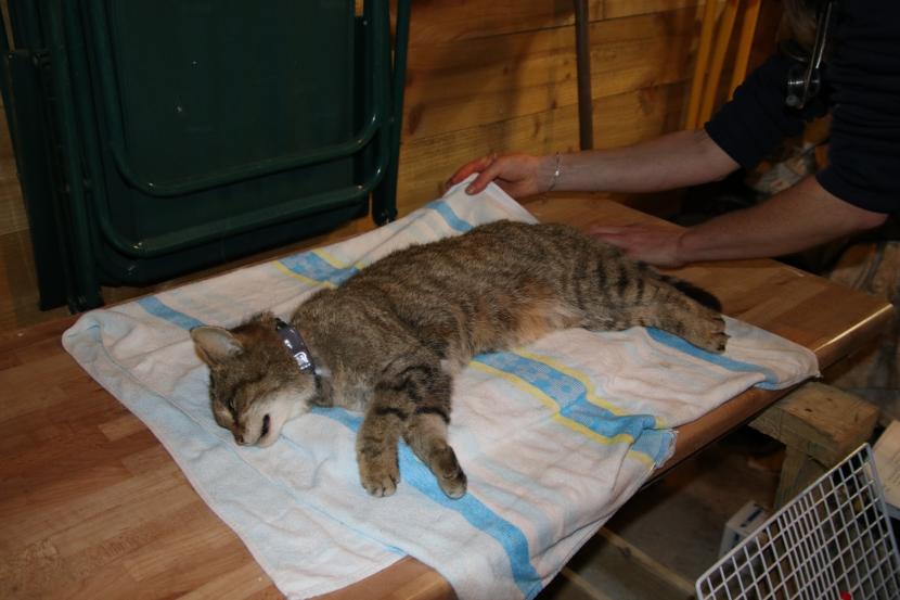 An anaesthetised wildcat hybrid lies on a table following blood sampling and GPS collaring. 