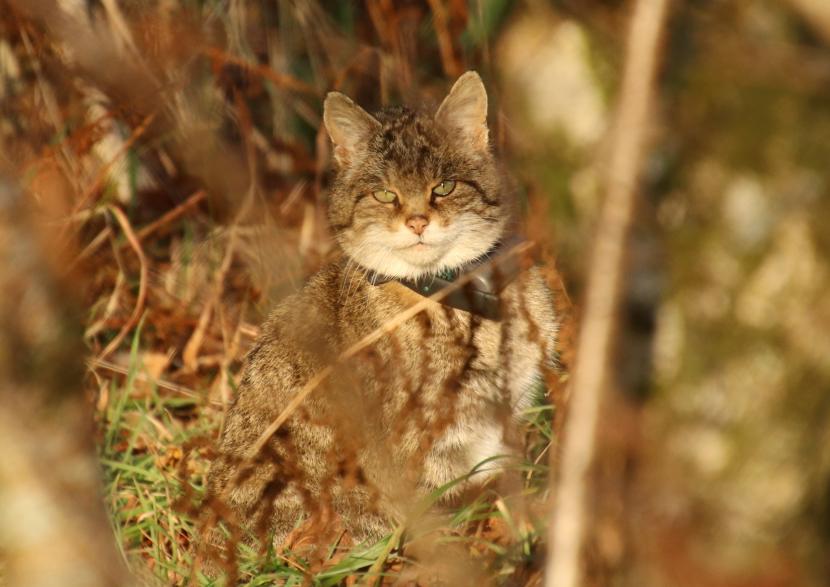 A wildcat hybrid with a GPS collar.