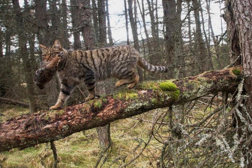 A wildcat hybrid carries a woodcock (a road killed specimen used as bait) along a fallen branch in a conifer forest. 
