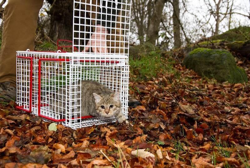 A young hybrid cat is released back into the wild after being neutered by vets. 