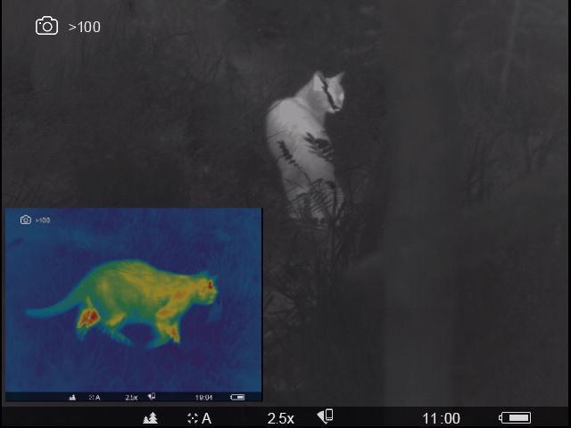 A main image showing a monochrome thermal image of a wildcat and, inset, a colour thermal image showing a domestic cat. 