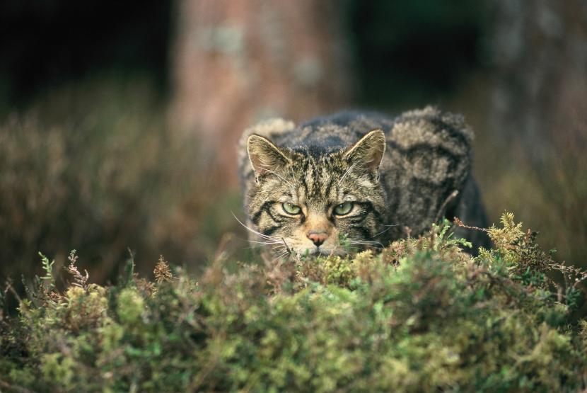 A wildcat crouches among mosses in a pine wood, looking at the viewer.