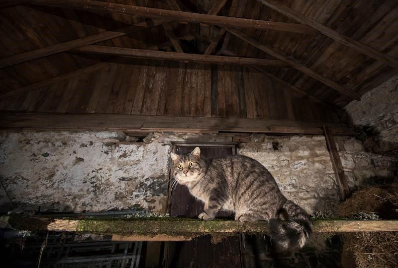 A hybrid cat makes use of a farm building. GPS data shows that wildcat hybrids use farm buildings even when other cats are present.