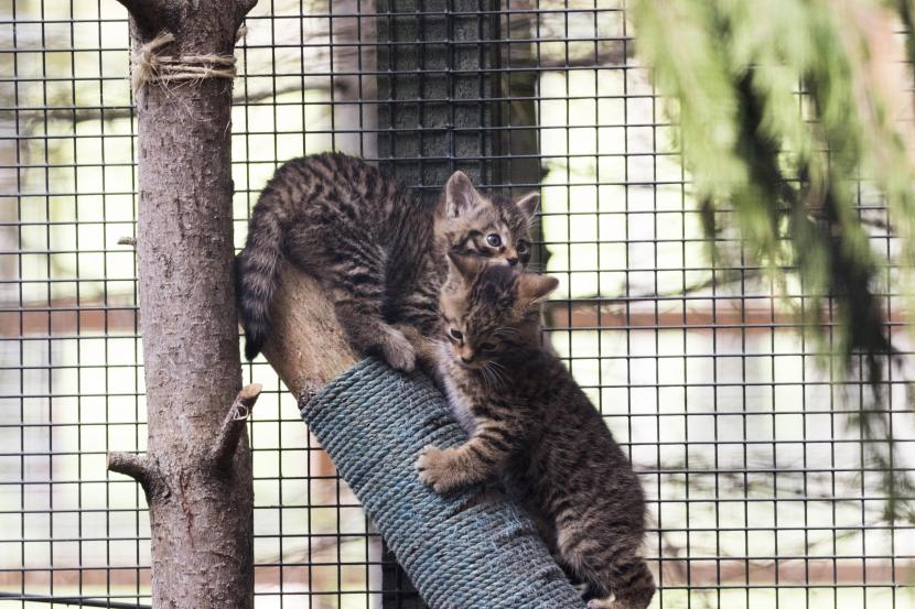 Two kittens born in captivity play on enrichment structures within their enclosure.