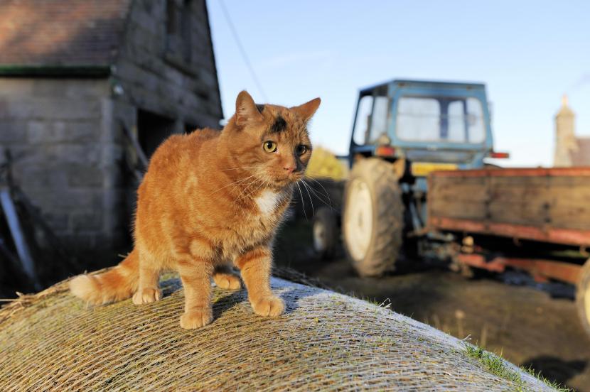 A ginger farm cat sits on hay bale in a farmyard with a stone barn and tractor in the background.