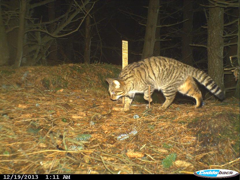 A wildcat hybrid caught in the white flash of a camera-trap set during the scoping survey (Littlewood et al. 2014).