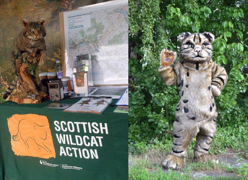 Event stall and human sized wildcat costume