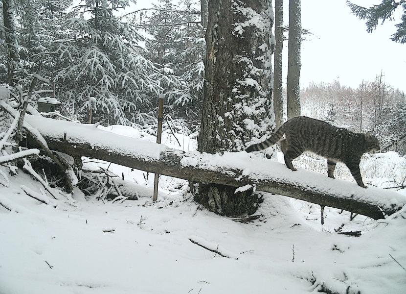 A wildcat traverses a fallen tree in a snowy forested landscape.