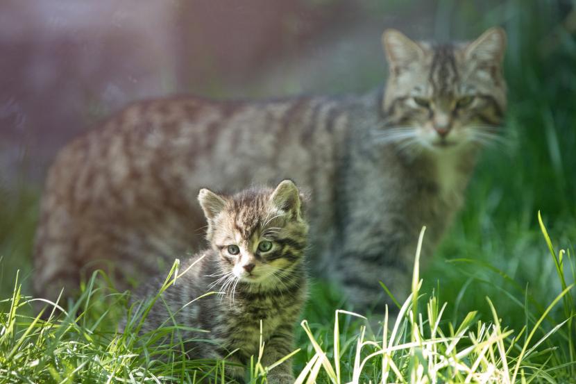 A wildcat mother keeps an eye on one of her kittens, born at Edinburgh Zoo.