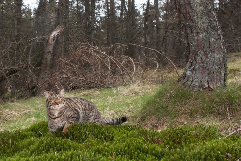 Wildcat hybrid in woodland.