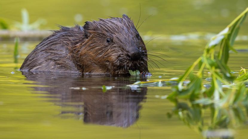 Business Plan  2023 Beaver