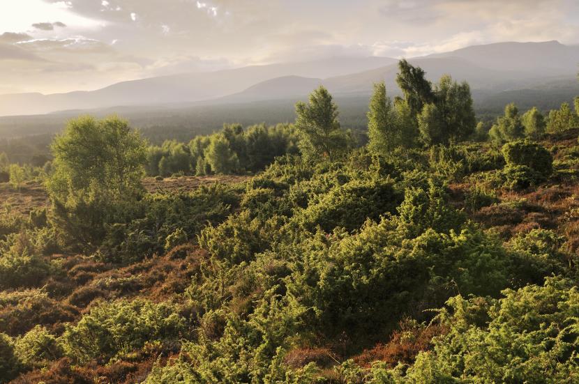 Hillside covered with heather and ferns, with woodlands in the middle ground and mountains in the dsitance.