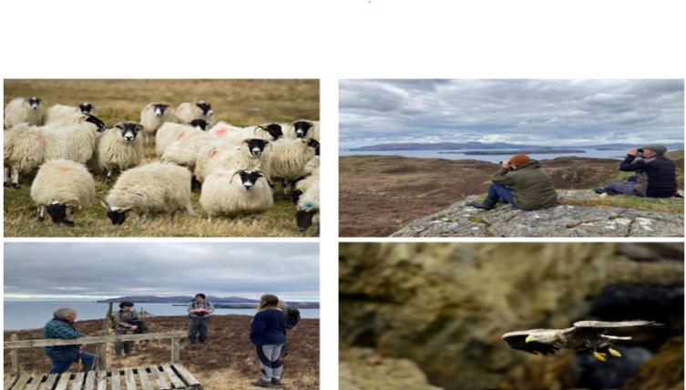 4 images of: sheep in field, 2 people with binoculars, people on moorland,  sea eagle in flight