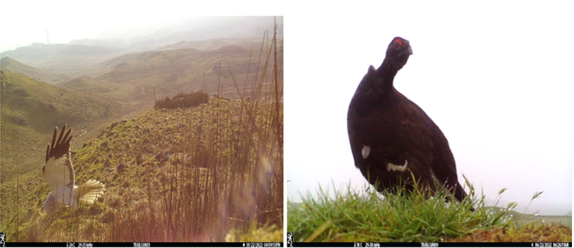 2 images showing a male hen harrier landing and a blackcock sitting in grass