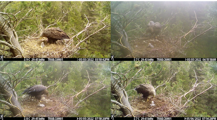 4 trail cam images of sea eagle with chick on nest