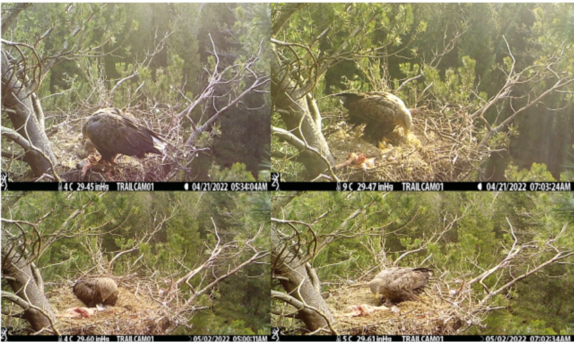 4 trail cam images of lamb on nest 