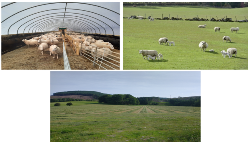 sheep in a covered enclosure, sheep and lambs in field, view of cut grass