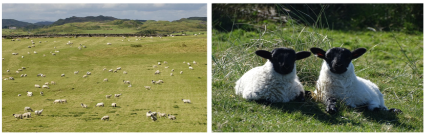 Two images showing sheep in field and 2 lambs in field