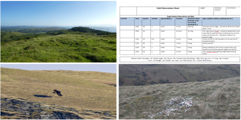 4 images showing; grassland, a field observation chart, a golden eagle flying low and the remains of a lamb carcass