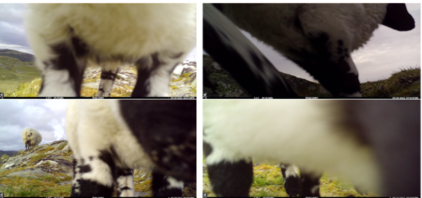close up images of lambs next to camera