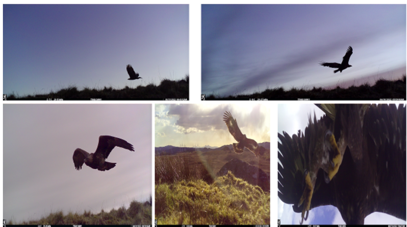 images of golden eagles in flight