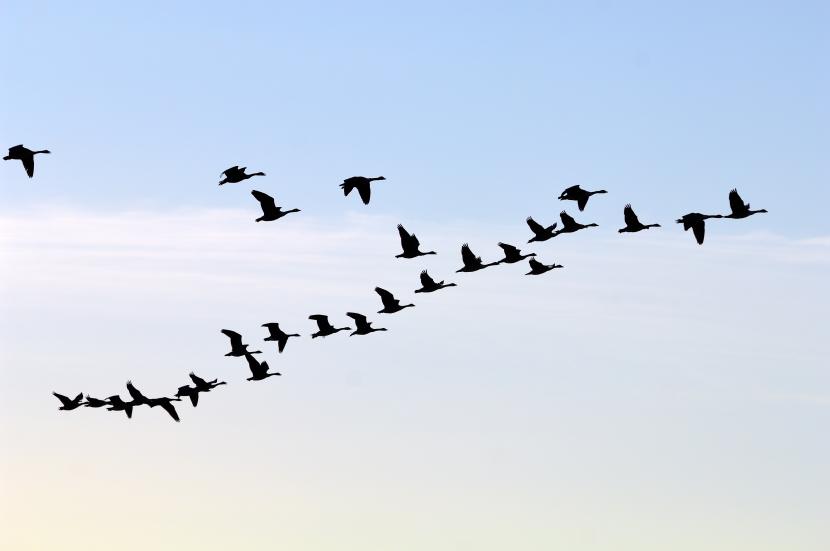 Geese on the wing