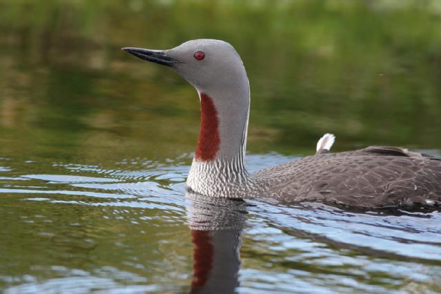 Red-throated diver in breeding plumage on lochan.