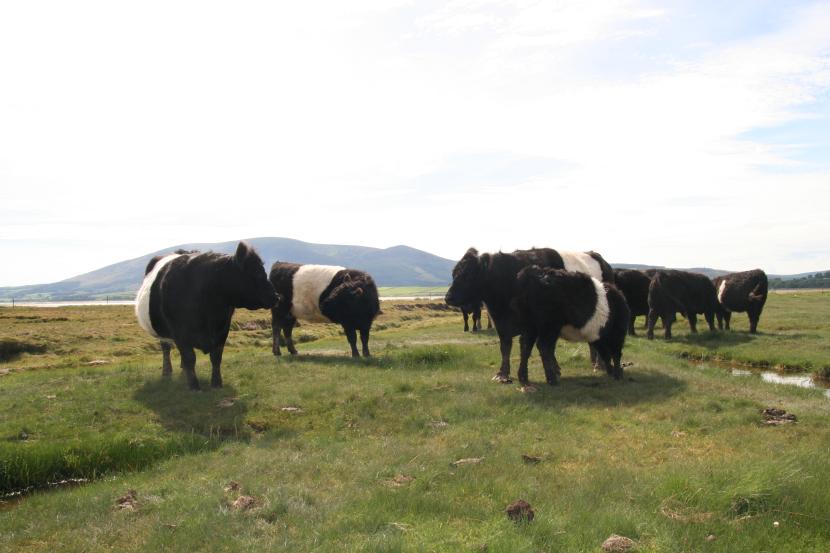 Iconic Belted Galloway cattle at Fishers’ Bush (near Scar Point)