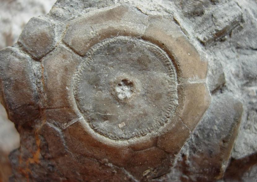 The fossil of the basal portion of a crinoid calyx in Carboniferous limestone.