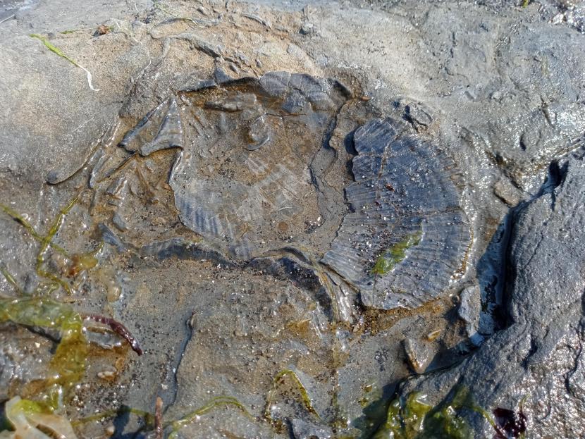 The eroded remains of a Lower Jurassic pectinid mollusc shell on the intertidal platform at Carsaig Bay in the South Mull Coast SSSI