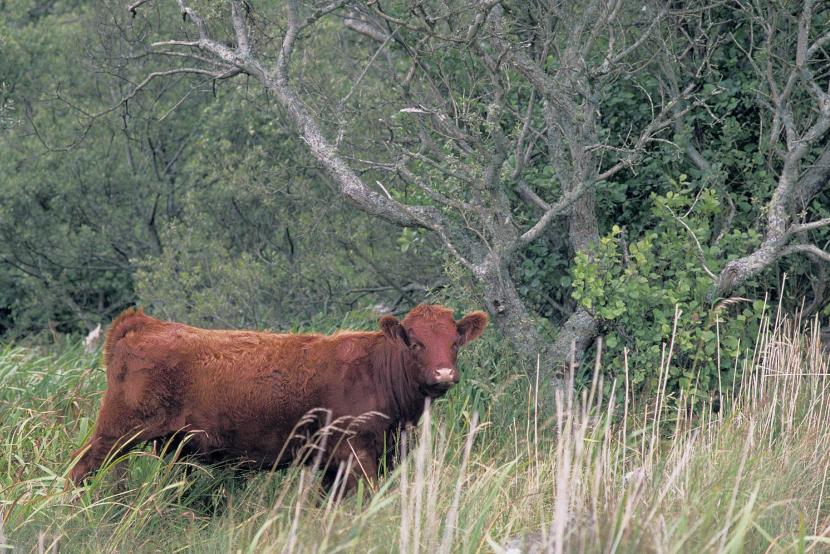 Cattle grazing in rough grassland