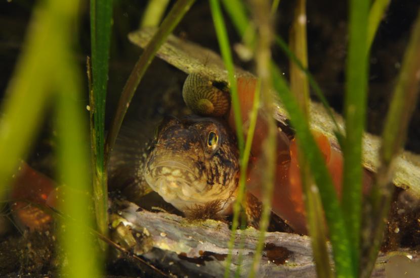 A black goby in an oyster shell amongst seagrass
