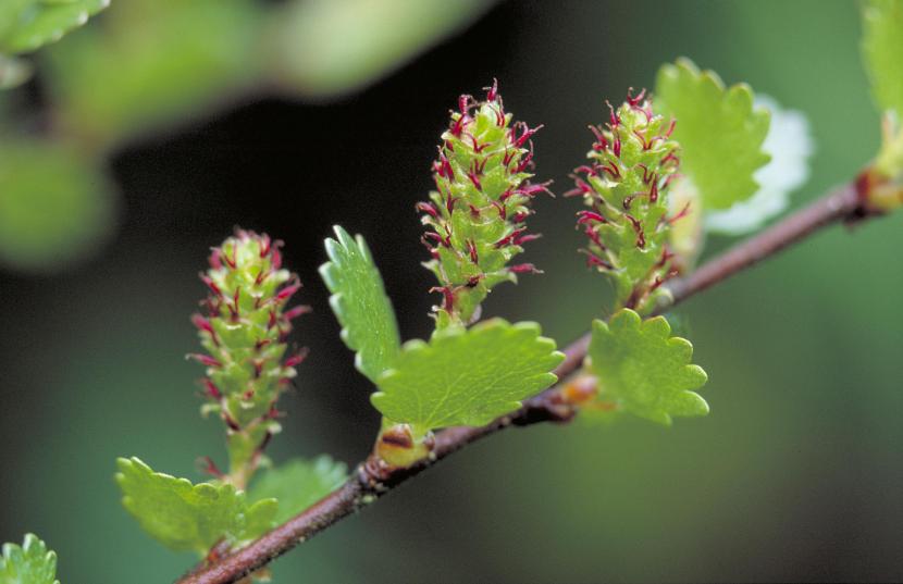 Dwarf Birch branch with buds and small leaves.