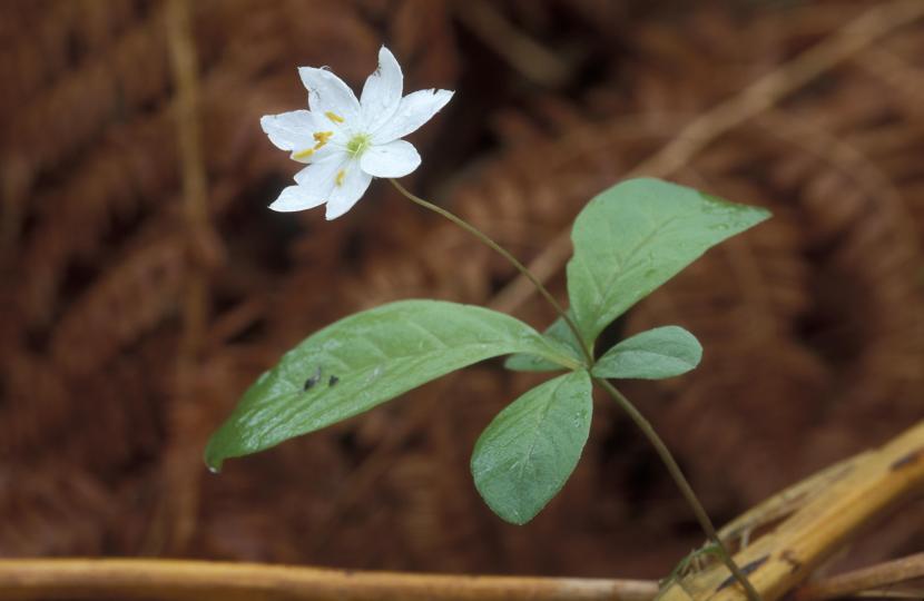 Chickweed Wintergreen
