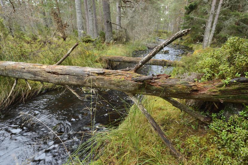 Dell Woods, Abernethy National Nature Reserve, Cairngorms National Park.