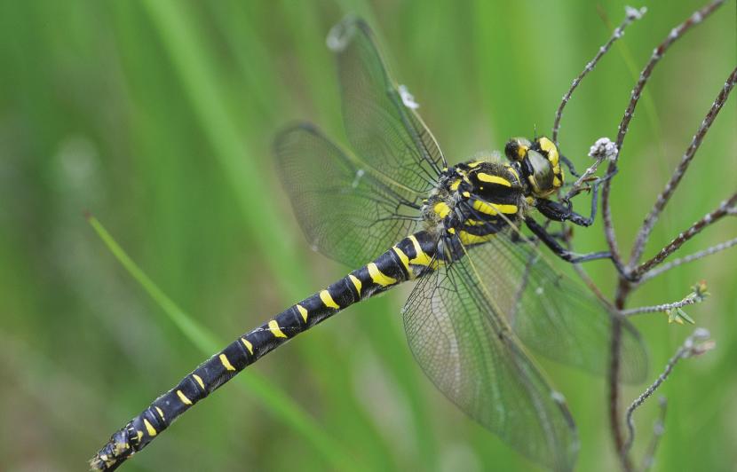 Golden-ringed Dragonfly