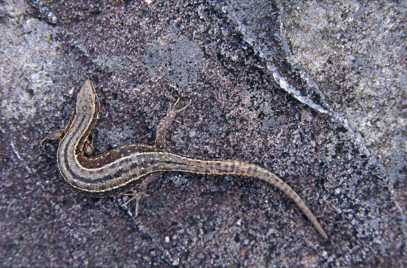 Common Lizard warming its self on a rock