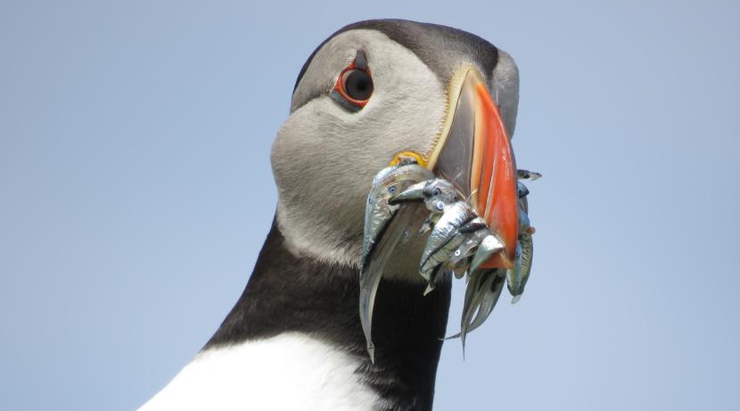 Puffin carrying sandeels on Noss